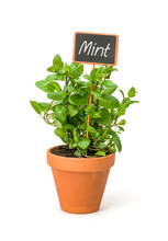 Mint In A Clay Pot With A Wooden Label
