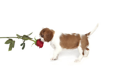 Wall Mural - cavalier king charles puppy and rose