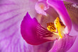 Extreme Macro: pink orchid flower used as background