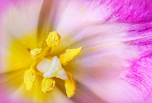 Extreme Macro: Pink Tulip Used As Background