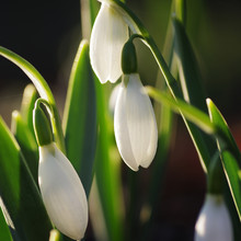 Galanthus Schneeglöckchen Frühlingserwachen