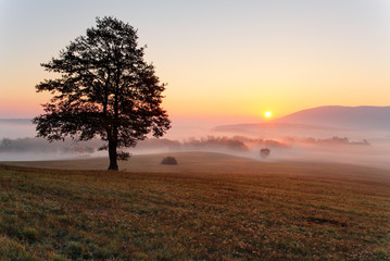 Poster - Alone tree on meadow at sunset with sun and mist - panorama