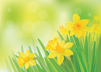 Wall Mural - vector of daffodil flowers on spring background