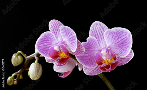 Tapeta ścienna Phalaenopsis, kwiaty orchidei ćma i pąki na czarno