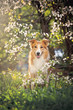 border collie dog portrait in spring