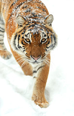 Wall Mural - portrait of tiger