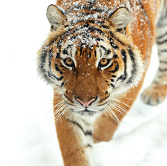 Wall Mural - portrait of tiger