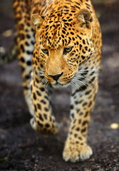 Wall Mural - Portrait of leopard