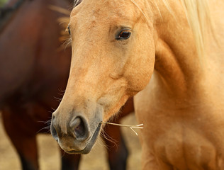 Sticker - Portrait of Horse