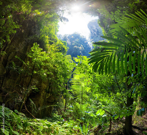 Fototapeta na wymiar Jungle Forest