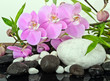 Orchideen mit Bambus und weißen und schwarzen Kieselsteinen