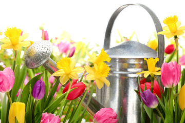 Poster - tulips and watering can