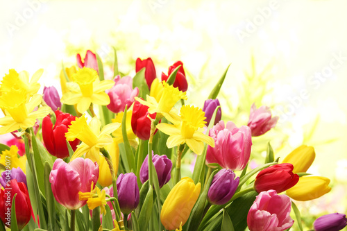 Colorful tulips and daffodils