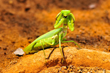 A Praying Mantis Started Fighting.