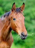 Fototapeta Konie - Horse