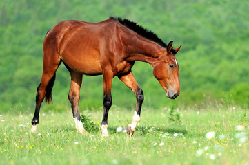Wall Mural - horse