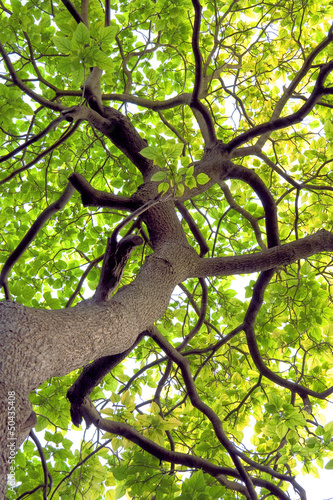 Naklejka na szybę Branches and trunks of trees in spring.