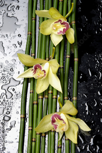 Fototapeta na wymiar three orchid with bamboo grove on wet black background