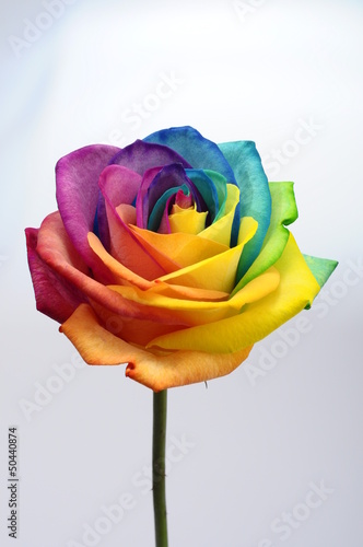 Naklejka dekoracyjna Close up of rainbow rose flower