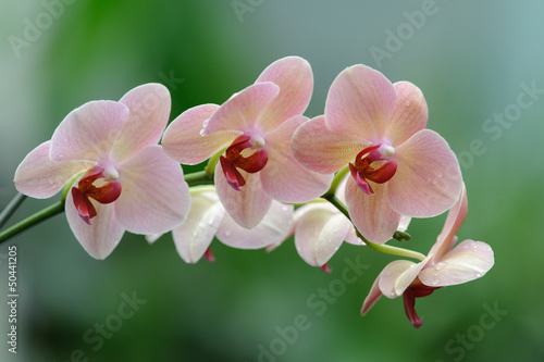 Tapeta ścienna Orchidea phalenopsis