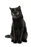 Fototapeta Koty - Cute black cat isolated on white
