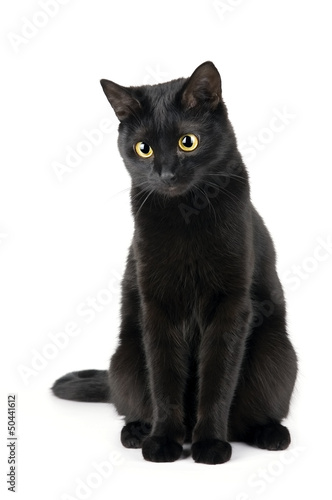 Fotomural Cute black cat isolated on white