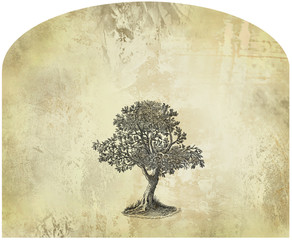 old tree illustration