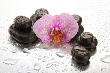 Poster - Spa stones and orchid flower, on wet background.