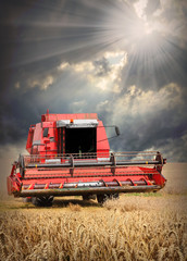 Wall Mural - Combine harvesting wheat .