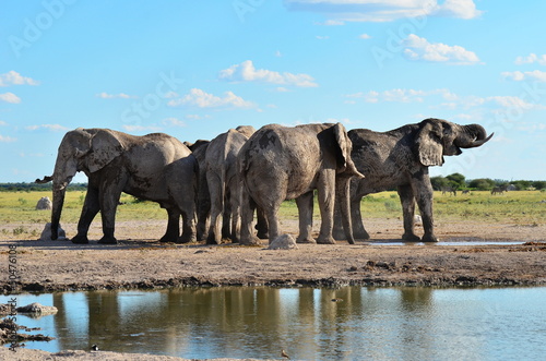 Tapeta ścienna Park Narodowy Naksaj, Botswana