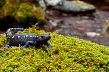 Wall Mural - Spotted Salamander