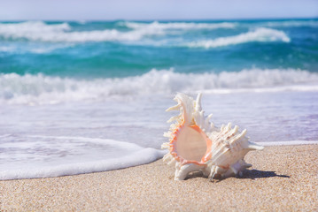 Sticker - sea background with seashell on the tropical sandy beach against