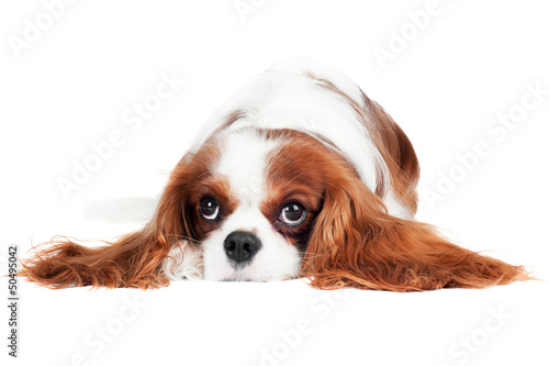 Cuadros en Lienzo cavalier king charles spaniel dog