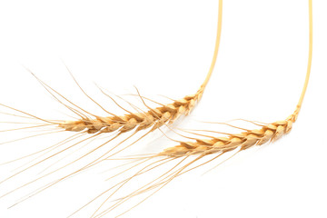 wheat on a white background