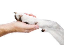 Human Hand Holding Dog Paw. Isolated On White