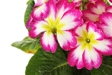 Beautiful Pink Primula, Isolated On White
