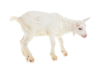 Wall Mural - goat , isolated