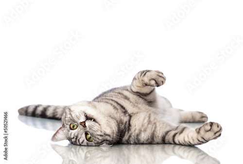 Foto-Leinwand ohne Rahmen - Liegende Katze - Lying cat (von DoraZett)