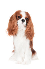 Sticker - cavalier king charles spaniel dog portrait