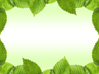 Wall Mural - Green leaves frame