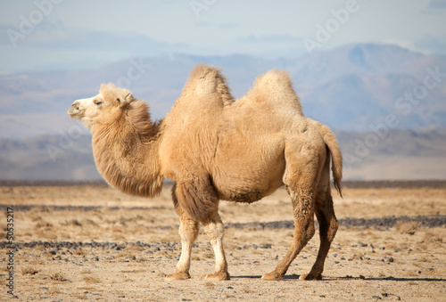 Fotografía Camello bactriano en las estepas de Mongolia