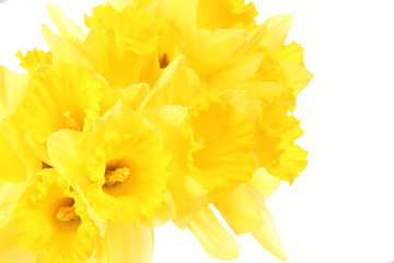 Daffodils on a white background