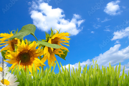 Naklejka na szybę sonnenblumen,himmel und wiese