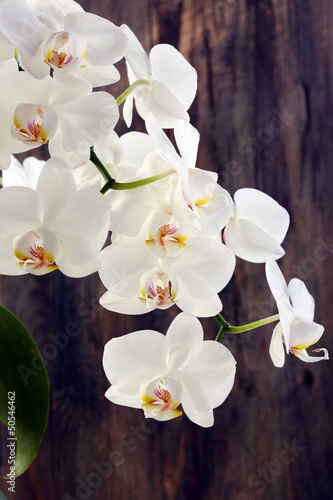 Tapeta ścienna Kwitnąca gałąź białych orchidei.