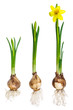 Different growth stages of a narcissus