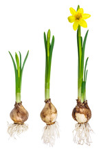 Different Growth Stages Of A Narcissus