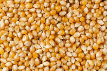 Organic Raw Yellow Corn Kernels