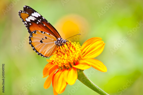 Tapeta ścienna Piękny motyl z kwiatem