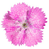 Fototapeta Miasto - Closeup of a sweet william flower