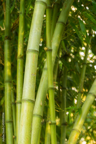 Nowoczesny obraz na płótnie Bamboo